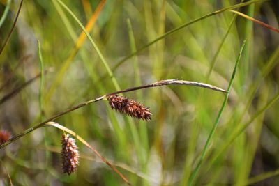 Carex saxatilis, photographed by Syd Cannings