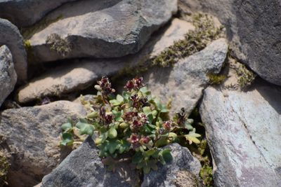 Saxifraga hyperborea, photographed by Syd Cannings