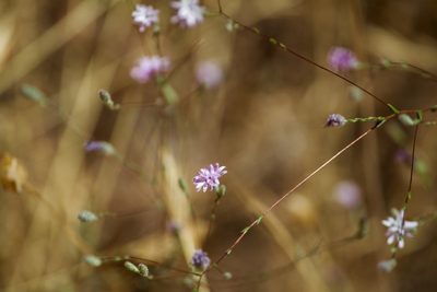 Lessingia leptoclada, photographed by Hydrocycler (Elizabeth Dougherty)