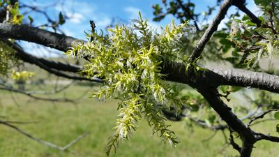 Misodendrum linearifolium, photographed by Andrew Thornhill