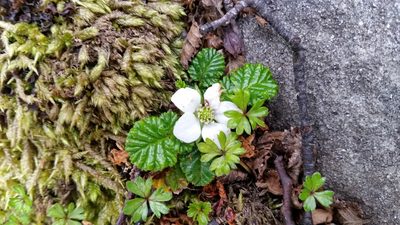 Rubus geoides, photographed by Andrew Thornhill