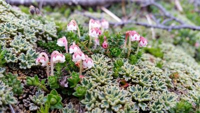 Gaultheria pumila, photographed by Andrew Thornhill