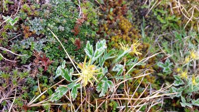 Hamadryas magellanica, photographed by Andrew Thornhill