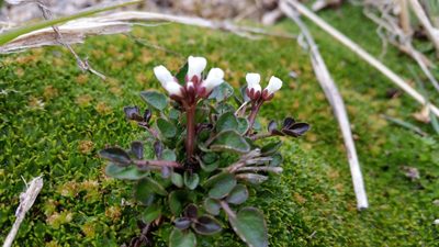 Cardamine glacialis, photographed by Andrew Thornhill