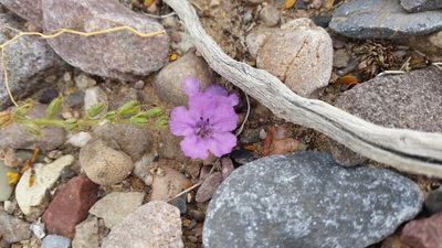 Phacelia calthifolia, photographed by Andrew Thornhill