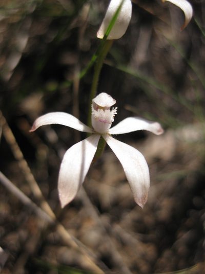 Caladenia ustulata, photographed by Andrew Thornhill