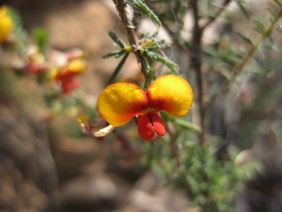 Dillwynia phylicoides, photographed by Andrew Thornhill
