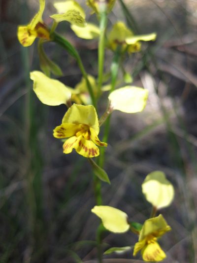 Diuris nigromontana, photographed by Andrew Thornhill