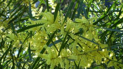 Acacia floribunda, photographed by Andrew Thornhill