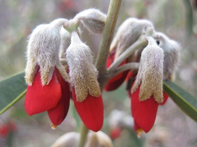 Gastrolobium rubrum, photographed by Andrew Thornhill