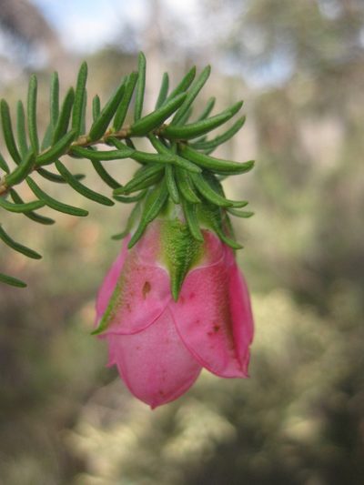 Darwinia leiostyla, photographed by Andrew Thornhill