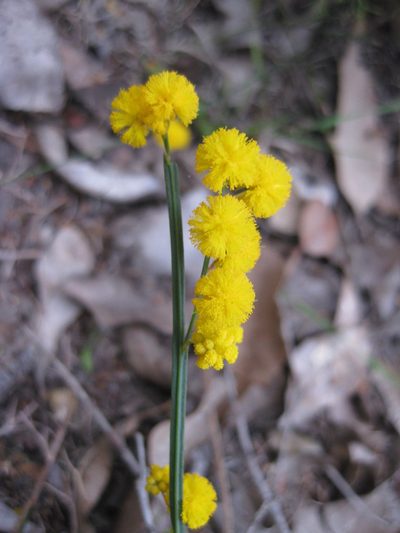 Acacia applanata, photographed by Andrew Thornhill