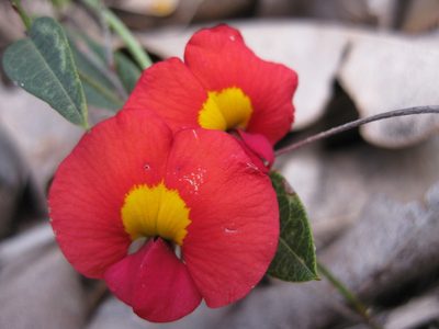 Chorizema rhombeum, photographed by Andrew Thornhill