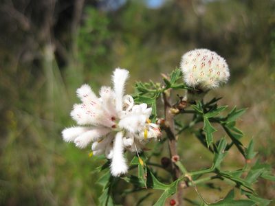 Petrophile diversifolia, photographed by Andrew Thornhill