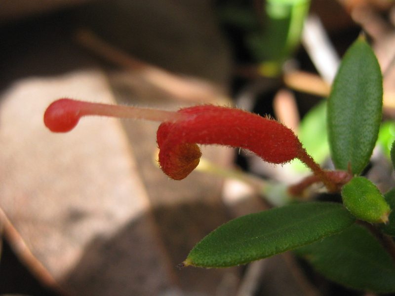 Grevillea depauperata, photographed by Andrew Thornhill