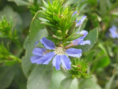 Scaevola nitida, photographed by Andrew Thornhill