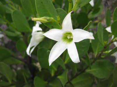 Anthocercis viscosa, photographed by Andrew Thornhill