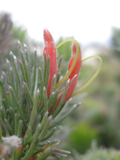 Adenanthos sericeus, photographed by Andrew Thornhill