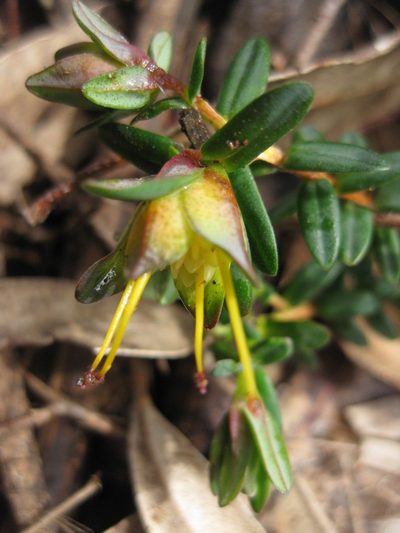 Darwinia citriodora, photographed by Andrew Thornhill