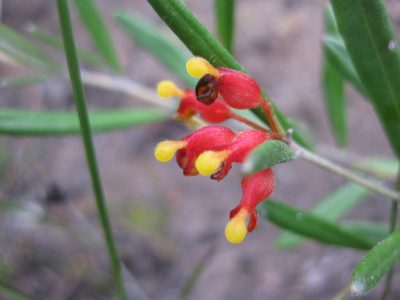 Grevillea fasciculata, photographed by Andrew Thornhill
