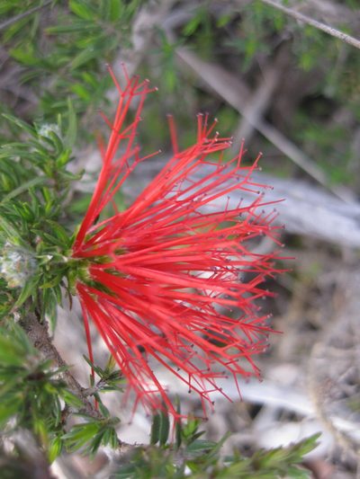 Melaleuca cyrtodonta, photographed by Andrew Thornhill