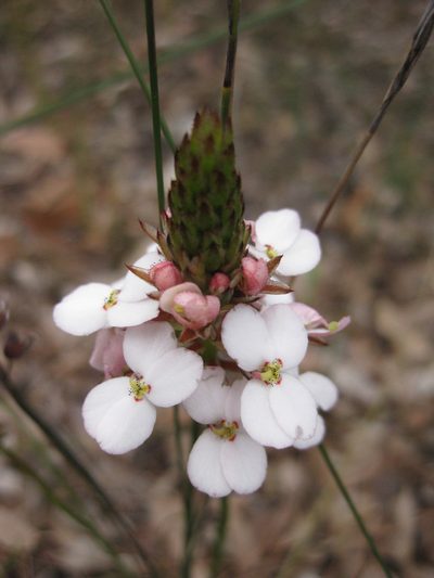 Stylidium scariosum, photographed by Andrew Thornhill