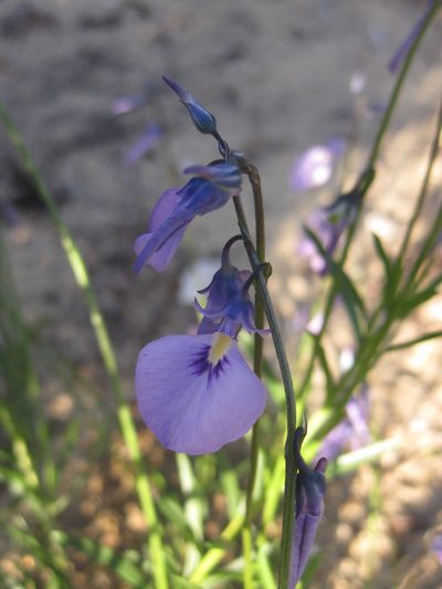 Pigea calycina, photographed by Andrew Thornhill