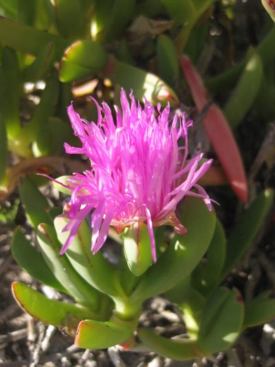 Carpobrotus virescens, photographed by Andrew Thornhill