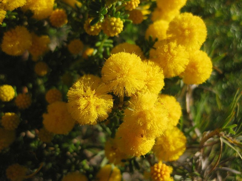 Acacia lasiocarpa, photographed by Andrew Thornhill