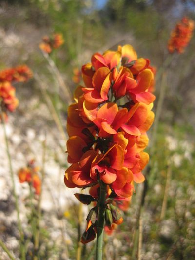 Sphaerolobium drummondii, photographed by Andrew Thornhill