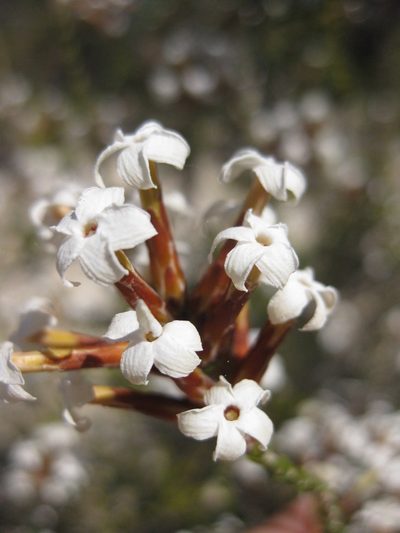 Lysinema pentapetalum, photographed by Andrew Thornhill