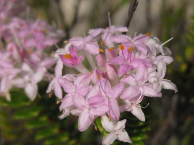 Pimelea ferruginea, photographed by Andrew Thornhill
