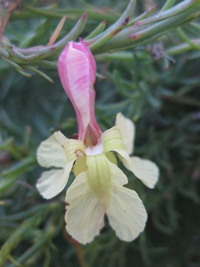 Leschenaultia linarioides, photographed by Andrew Thornhill