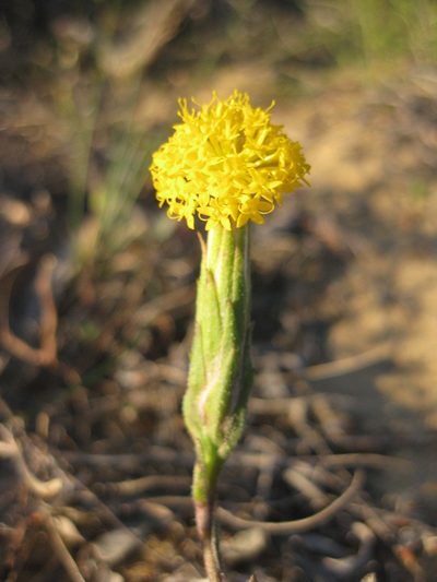 Podotheca gnaphalioides, photographed by Andrew Thornhill