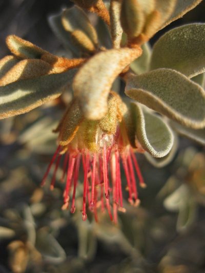 Diplolaena mollis, photographed by Andrew Thornhill