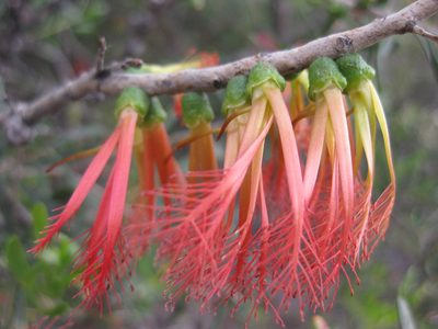 Melaleuca quadrifida, photographed by Andrew Thornhill