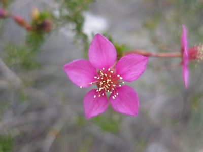 Calytrix brevifolia, photographed by Andrew Thornhill