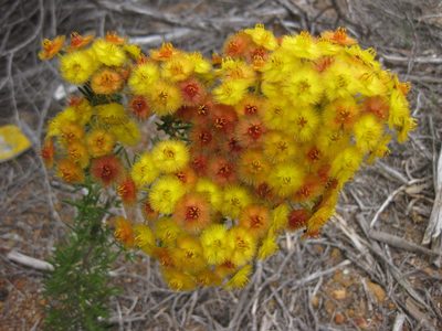 Verticordia nobilis, photographed by Andrew Thornhill