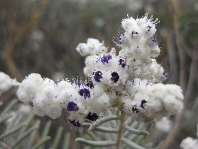 Lachnostachys eriobotrya, photographed by Andrew Thornhill