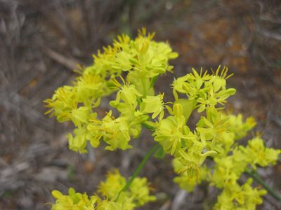 Glischrocaryon aureum, photographed by Andrew Thornhill