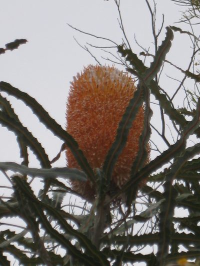 Banksia prionotes, photographed by Andrew Thornhill