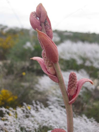 Grevillea leucopteris, photographed by Andrew Thornhill