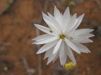 Rhodanthe chlorocephala, photographed by Andrew Thornhill