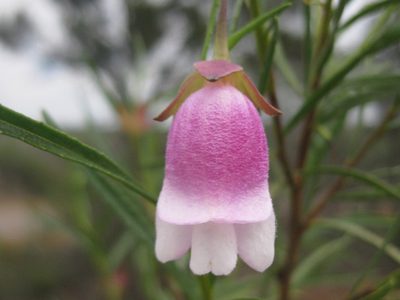 Eremophila clarkei, photographed by Andrew Thornhill
