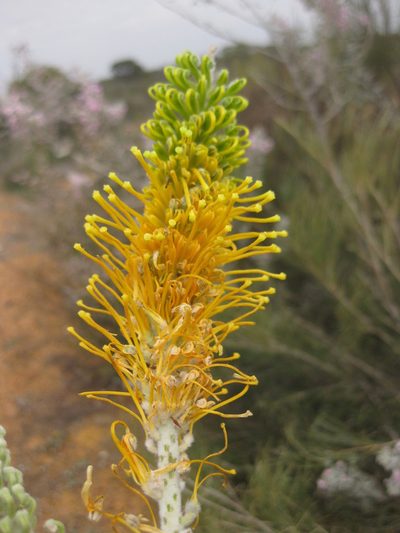 Grevillea eriostachya, photographed by Andrew Thornhill