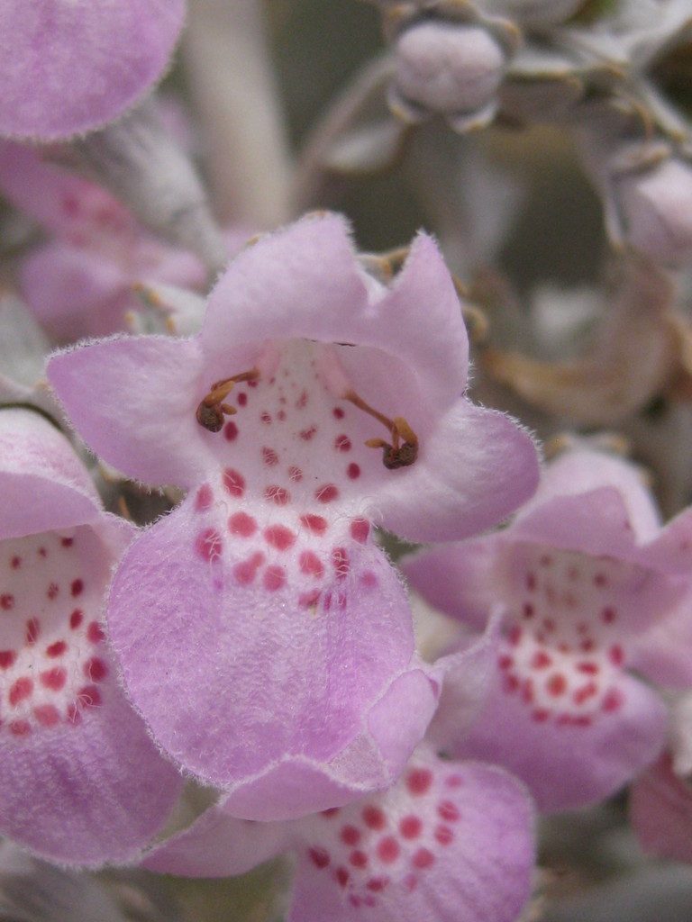 Quoya atriplicina, photographed by Andrew Thornhill