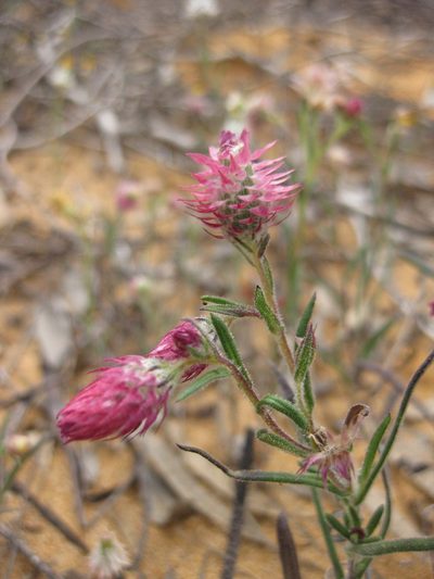 Waitzia acuminata, photographed by Andrew Thornhill