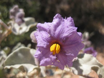 Solanum lasiophyllum, photographed by Andrew Thornhill