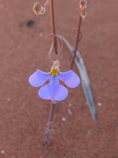 Lobelia heterophylla, photographed by Andrew Thornhill