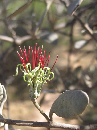 Amyema fitzgeraldii, photographed by Andrew Thornhill